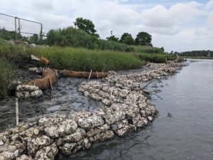 a living shoreline in Lewes