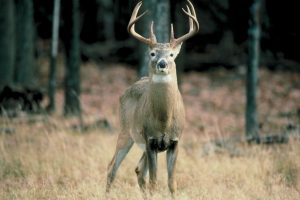 A buck deer stands in front of trees, staring at the photographer.